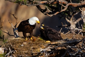 Bald-Eagle;Birds-of-Prey;Eagle;Feeding-Behavior;Haliaeetus-leucocephalus;Nest;Of